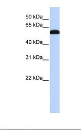 ZGPAT Antibody - Fetal liver lysate. Antibody concentration: 1.0 ug/ml. Gel concentration: 12%.  This image was taken for the unconjugated form of this product. Other forms have not been tested.
