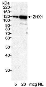 ZHX1 Antibody - Detection of Human ZHX1 by Western Blot. Samples: Nuclear extract (NE) from HeLa cells. Antibody: Affinity purified rabbit anti-ZHX1 antibody used at 0.2 ug/ml. Detection: Chemiluminescence with an exposure time of 20 minutes.