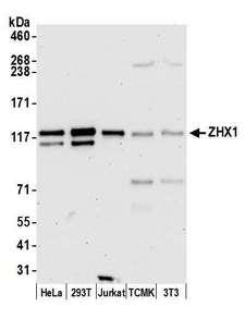 ZHX1 Antibody - Detection of human and mouse ZHX1 by western blot. Samples: Whole cell lysate (15 µg) from HeLa, HEK293T, Jurkat, mouse TCMK-1, and mouse NIH 3T3 cells prepared using NETN lysis buffer. Antibody: Affinity purified rabbit anti-ZHX1 antibody used for WB at 0.1 µg/ml. Detection: Chemiluminescence with an exposure time of 30 seconds.