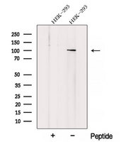 ZHX1 Antibody - Western blot analysis of extracts of HEK293 cells using ZHX1 antibody. The lane on the left was treated with blocking peptide.