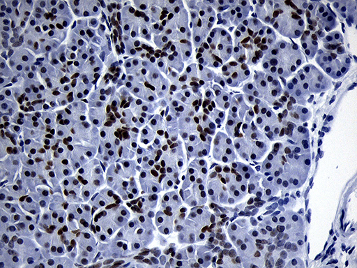 ZHX2 / RAF Antibody - Immunohistochemical staining of paraffin-embedded Human pancreas tissue within the normal limits using anti-ZHX2 mouse monoclonal antibody. (Heat-induced epitope retrieval by 1mM EDTA in 10mM Tris buffer. (pH8.5) at 120°C for 3 min. (1:150)