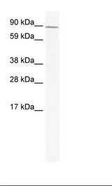 ZHX2 / RAF Antibody - SP2/0 Cell Lysate.  This image was taken for the unconjugated form of this product. Other forms have not been tested.