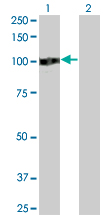ZHX2 / RAF Antibody - Western blot of ZHX2 expression in transfected 293T cell line by ZHX2 monoclonal antibody (M01), clone 5E2.