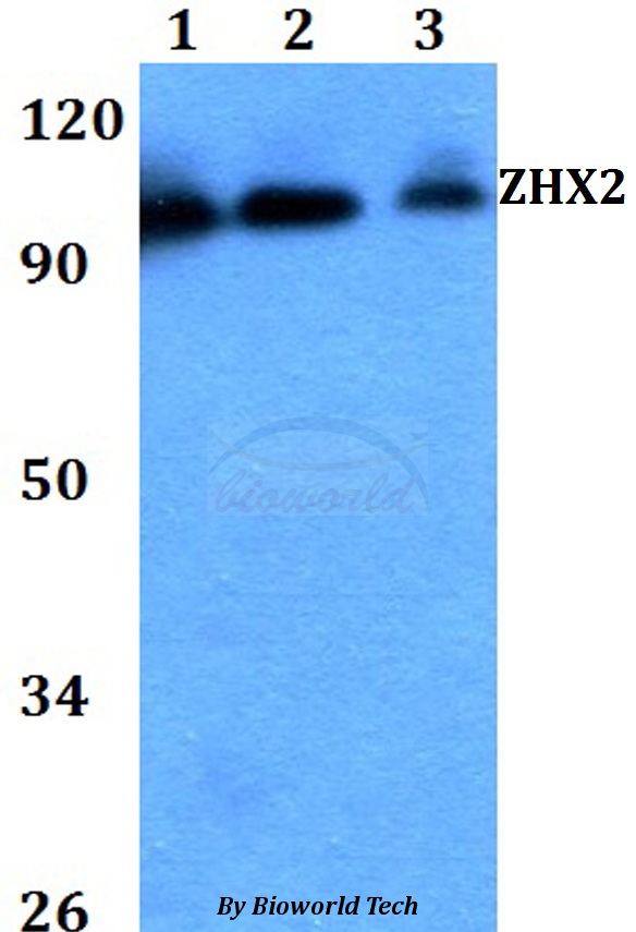 ZHX2 / RAF Antibody - Western blot of ZHX2 antibody at 1:500 dilution. Lane 1: HEK293T whole cell lysate. Lane 2: Raw264.7 whole cell lysate. Lane 3: H9C2 whole cell lysate.