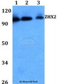 ZHX2 / RAF Antibody - Western blot of ZHX2 antibody at 1:500 dilution. Lane 1: HEK293T whole cell lysate. Lane 2: Raw264.7 whole cell lysate. Lane 3: H9C2 whole cell lysate.