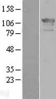 ZHX2 / RAF Protein - Western validation with an anti-DDK antibody * L: Control HEK293 lysate R: Over-expression lysate
