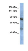 ZHX3 Antibody - ZHX3 antibody Western blot of MCF7 cell lysate. This image was taken for the unconjugated form of this product. Other forms have not been tested.
