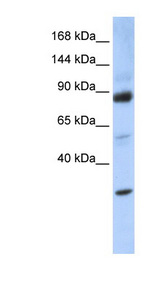 ZHX3 Antibody - ZHX3 antibody Western blot of 293T cell lysate. This image was taken for the unconjugated form of this product. Other forms have not been tested.