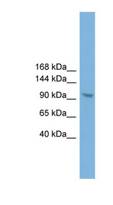 ZHX3 Antibody - ZHX3 antibody Western blot of NIH3T3 cell lysate. This image was taken for the unconjugated form of this product. Other forms have not been tested.