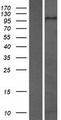 ZHX3 Protein - Western validation with an anti-DDK antibody * L: Control HEK293 lysate R: Over-expression lysate