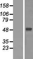 ZIC / ZIC1 Protein - Western validation with an anti-DDK antibody * L: Control HEK293 lysate R: Over-expression lysate