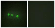 ZIC1+2+3+4+5 Antibody - Peptide - + Immunofluorescence analysis of HepG2 cells, using ZIC1/2/3/4/5 antibody.