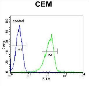 ZIC3 Antibody - ZIC3 Antibody flow cytometry of CEM cells (right histogram) compared to a negative control cell (left histogram). FITC-conjugated goat-anti-rabbit secondary antibodies were used for the analysis.