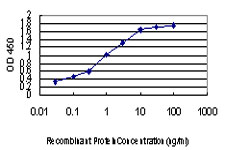ZIC4 Antibody - Detection limit for recombinant GST tagged ZIC4 is approximately 0.03 ng/ml as a capture antibody.