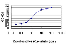 ZIC4 Antibody - Detection limit for recombinant GST tagged ZIC4 is approximately 0.03 ng/ml as a capture antibody.