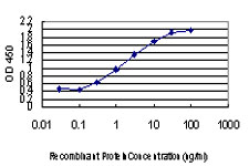 ZIC4 Antibody - Detection limit for recombinant GST tagged ZIC4 is approximately 0.3 ng/ml as a capture antibody.