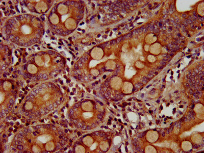 ZIC5 Antibody - Immunohistochemistry image at a dilution of 1:200 and staining in paraffin-embedded human small intestine tissue performed on a Leica BondTM system. After dewaxing and hydration, antigen retrieval was mediated by high pressure in a citrate buffer (pH 6.0) . Section was blocked with 10% normal goat serum 30min at RT. Then primary antibody (1% BSA) was incubated at 4 °C overnight. The primary is detected by a biotinylated secondary antibody and visualized using an HRP conjugated SP system.