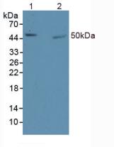 ZIF268 / EGR1 Antibody - Western Blot ; Lane1: Mouse Brain Tissue, Lane2: Rat Brain Tissue.