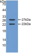 ZIF268 / EGR1 Antibody - WesternBlot:Sample:RecombinantEGR1,Mouse