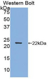 ZIF268 / EGR1 Antibody - Western blot of recombinant ZIF268 / EGR1.