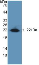 ZIF268 / EGR1 Antibody - Western Blot; Sample: Recombinant EGR1, Human.