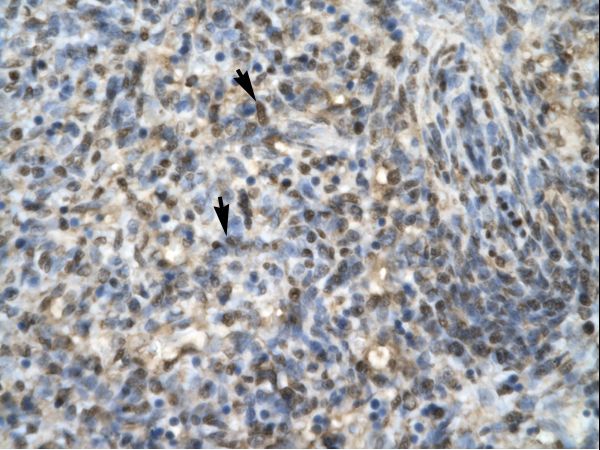ZIF268 / EGR1 Antibody - Human Spleen.  This image was taken for the unconjugated form of this product. Other forms have not been tested.
