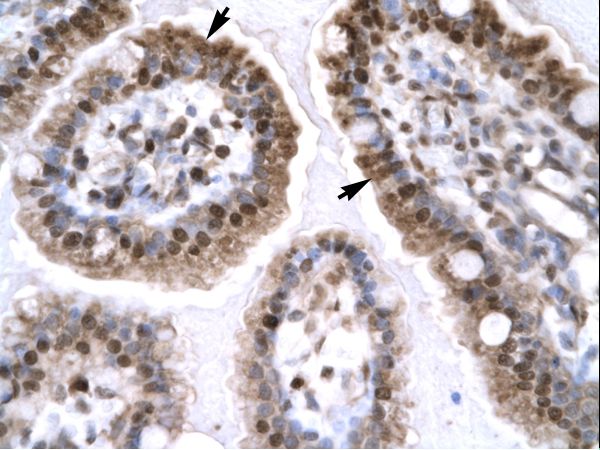 ZIF268 / EGR1 Antibody - Human Intestine.  This image was taken for the unconjugated form of this product. Other forms have not been tested.