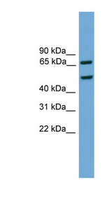 ZIF268 / EGR1 Antibody - EGR1 antibody Western blot of Mouse Heart lysate. This image was taken for the unconjugated form of this product. Other forms have not been tested.