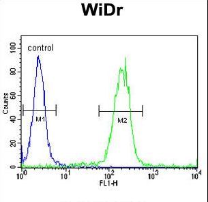 ZIF268 / EGR1 Antibody - EGR1 Antibody flow cytometry of WiDr cells (right histogram) compared to a negative control cell (left histogram). FITC-conjugated goat-anti-rabbit secondary antibodies were used for the analysis.