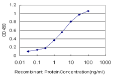 ZIF268 / EGR1 Antibody - Detection limit for recombinant GST tagged EGR1 is approximately 0.1 ng/ml as a capture antibody.