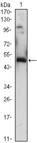ZIF268 / EGR1 Antibody - Western blot using EGR1 mouse monoclonal antibody against EGR1(AA: 282-433)-hIgGFc transfected HEK293 (1)cell lysate.