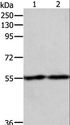 ZIF268 / EGR1 Antibody - Western blot analysis of RAW264.7 and NIH/3T3 cell, using EGR1 Polyclonal Antibody at dilution of 1:400.
