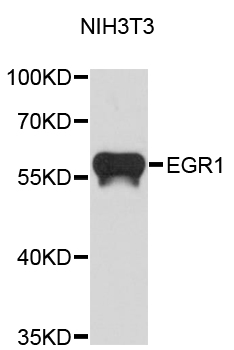 ZIF268 / EGR1 Antibody - Western blot analysis of extracts of NIH3T3 cell lines.