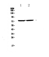 ZIF268 / EGR1 Antibody - Western blot - Anti-Egr1 Picoband antibody