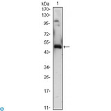ZIF268 / EGR1 Antibody - Western Blot (WB) analysis using Egr-1 Monoclonal Antibody against EGR1-hIgGFc transfected HEK293 (1)cell lysate.