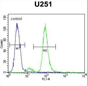ZIK1 Antibody - ZIK1 Antibody flow cytometry of U251 cells (right histogram) compared to a negative control cell (left histogram). FITC-conjugated goat-anti-rabbit secondary antibodies were used for the analysis.