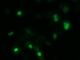 ZIM2 Antibody - Anti-ZIM2 mouse monoclonal antibody  immunofluorescent staining of COS7 cells transiently transfected by pCMV6-ENTRY ZIM2.