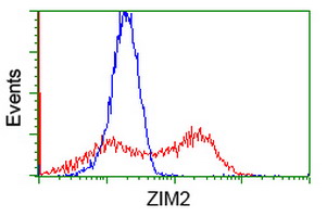 ZIM2 Antibody - HEK293T cells transfected with either overexpress plasmid (Red) or empty vector control plasmid (Blue) were immunostained by anti-ZIM2 antibody, and then analyzed by flow cytometry.