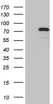 ZKSCAN1 / ZNF36 Antibody - HEK293T cells were transfected with the pCMV6-ENTRY control. (Left lane) or pCMV6-ENTRY ZKSCAN1. (Right lane) cDNA for 48 hrs and lysed