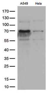 ZKSCAN1 / ZNF36 Antibody - Western blot analysis of extracts. (35ug) from 2 cell lines by using anti-ZKSCAN1 monoclonal antibody. (1:500)