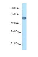 Zkscan14 Antibody - Zkscan14 antibody Western blot of Mouse Brain lysate. Antibody concentration 1 ug/ml.  This image was taken for the unconjugated form of this product. Other forms have not been tested.