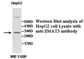 ZMAT3 Antibody