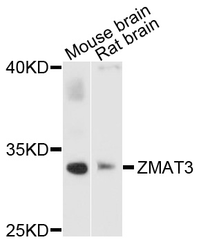 ZMAT3 Antibody - Western blot analysis of extracts of various cells.