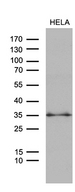 ZMAT4 Antibody - Western blot analysis of extracts. (35ug) from HELA cell line by using anti-ZMAT4 monoclonal antibody. (1:500)