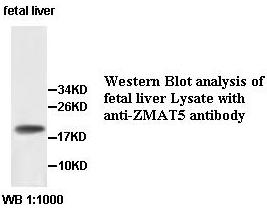 ZMAT5 Antibody