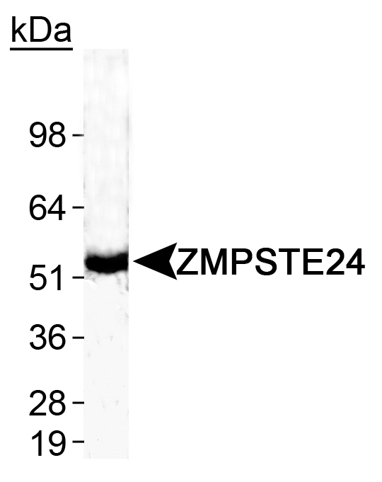 ZMPSTE24 Antibody - Detection of ZMPSTE24 in human testis.  This image was taken for the unconjugated form of this product. Other forms have not been tested.