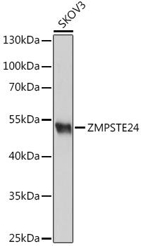 ZMPSTE24 Antibody - Western blot analysis of extracts of SKOV3 cells using ZMPSTE24 Polyclonal Antibody at dilution of 1:1000.