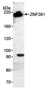 ZMYM3 Antibody - Detection of Human ZNF261 by Western Blot. Sample: Nuclear extract (10 ug) from HeLa cells. Antibody: Affinity purified rabbit anti-ZNF261 antibody used at 0.1 ug/ml. Detection: Chemiluminescence with an exposure time of 15 minutes.