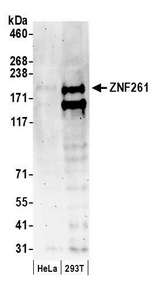 ZMYM3 Antibody - Detection of human ZNF261 by western blot. Samples: Whole cell lysate (50 µg) from HeLa and HEK293T cells prepared using NETN lysis buffer. Antibody: Affinity purified rabbit anti-ZNF261 antibody used for WB at 0.04 µg/ml. Detection: Chemiluminescence with an exposure time of 3 minutes.