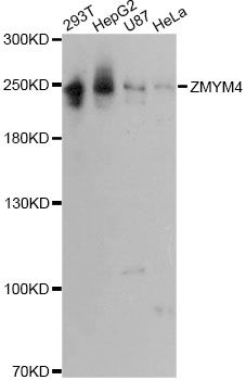 ZMYM4 / ZNF262 Antibody - Western blot analysis of extracts of various cell lines, using ZMYM4 Antibody at 1:3000 dilution. The secondary antibody used was an HRP Goat Anti-Rabbit IgG (H+L) at 1:10000 dilution. Lysates were loaded 25ug per lane and 3% nonfat dry milk in TBST was used for blocking. An ECL Kit was used for detection and the exposure time was 90s.